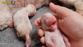 The birth cry of a baby newborn puppy  Animal Vet clinic [upl. by Reich]