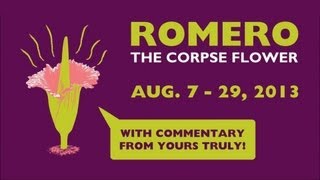 Corpse Flower Bloom TimeLapse Romero at Phipps August 2013 [upl. by Drexler]