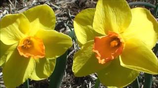 GARDEN TOUR Awardwinning Daffodil Garden [upl. by Durnan873]