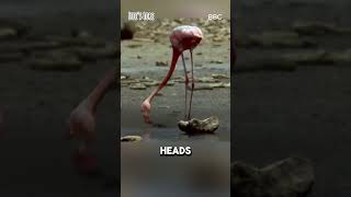 Is This Flamingo Feeding Blood To Its Baby [upl. by Mullac]