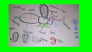 Introduction to Insect Anatomy [upl. by Val]