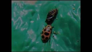 Ladybug Emerging from Pupal Stage [upl. by Farrish]