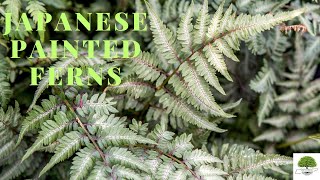 Japanese Painted Ferns  TN Nursery [upl. by Candy]