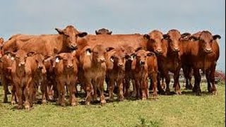 Encuentro de Criadores de Ganado Beefmaster en Texas USA  TvAgro por Juan Gonzalo Angel [upl. by Urbas]