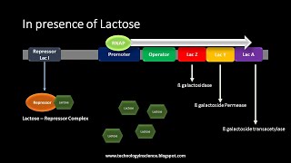 Lac Operon  Gene Regulation in Ecoli Prokaryotes [upl. by Ingamar404]