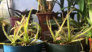 How to grow Carnivorous plants Detailed King Sundew Drosera regia Care and Culture [upl. by Strickland]