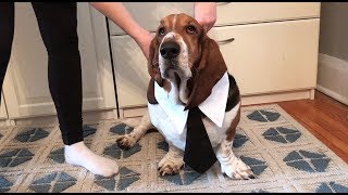 basset getting ready for work [upl. by Nyvar]