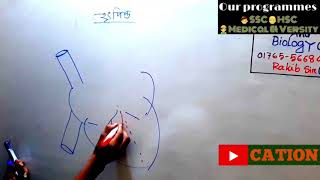 Easiest Steps Of Drawing Heartহৃৎপিণ্ডSSCHSCMedical Admission BiologyRakib SirCMC [upl. by Isobel]