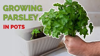 How to Grow Parsley In Pots  Full Guide from Seed to Harvest [upl. by Groscr]