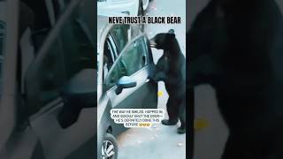 A black bear Opens Passengers door and  sigh 😳 [upl. by Eenwat]