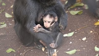 Adorable baby macaque born at ZSL London Zoo [upl. by Hopper]