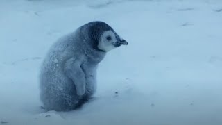 Baby Penguin Must Find Mother Before Freezing  Snow Chick A Penguins Tale  BBC Earth [upl. by Flint]