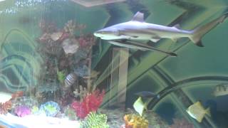 Huge private shark tank with fish [upl. by Adlecirg940]