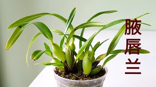 Maxillaria tenuifolia and Maxillaria variabilis 腋唇兰 [upl. by Ailahk]