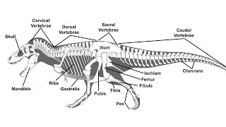 A Guide to Paleontological Terms [upl. by Meris]