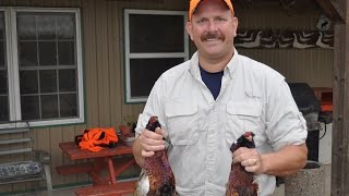 Preparation and Cooking Pheasant  Tips for Beginners  Part 4 [upl. by Zampardi777]