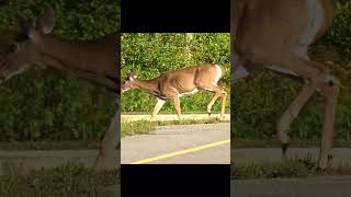 Whitetail Deer Walks Across the Path shorts wildanimals [upl. by Nameloc658]