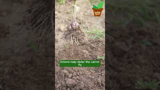 Companion Planting 101 companionplanting plantingtips gardening101 [upl. by Anirbak]