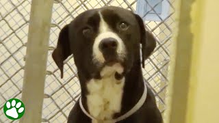 Shelter dog realizes he’s been adopted [upl. by Milly792]