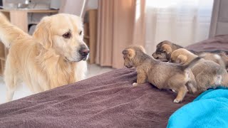 Golden Retriever Meets Puppies for the First Time [upl. by Lidia]