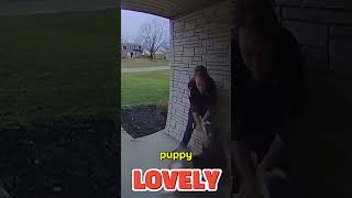 Dog Compilation doorbell camera [upl. by Baiss]