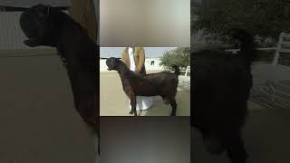 MOST WEIRD LOOKING GOAT BREED IN THE WORLD DAMASCUS GOAT BREED [upl. by Jessee]