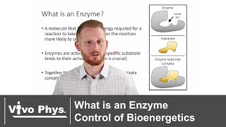 What is an Enzyme  Control of Bioenergetics [upl. by Yadseut886]