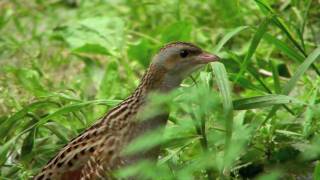 The corncrake Crex Crex [upl. by Nyla291]