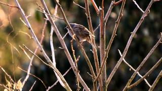 Dunnock singing  Heckenbraunelle singt [upl. by Noicnecsa525]