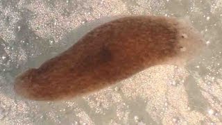 Planaria Flatworm Regeneration amp Movement [upl. by Naima]