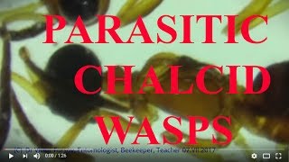 Under Microscope Chalcid Wasps Eupelmidae Chalcidoidea in Turkiye [upl. by Alvord]