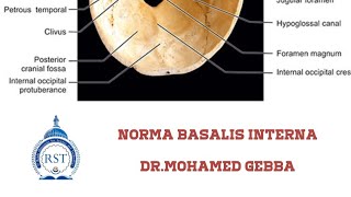 norma basalis internadr Mohamed gebbahowtostudyanatomydrmohamme701 [upl. by Terence]