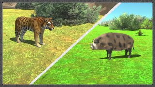 Tiger Vs Wild Boar [upl. by Pizor126]