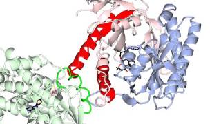 Adenylate cyclase activation with sound [upl. by Lorie]