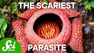 The 4 Creepiest Parasites on Earth This Will Keep You Up at Night [upl. by Nivaj857]