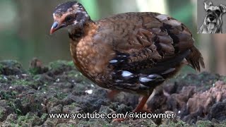 Juvenile REDBREASTED HILL PARTRIDGE Borneo [upl. by Dena604]