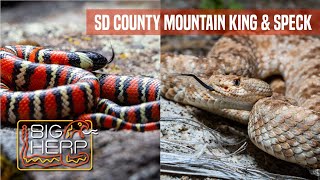 Mountain Kingsnake amp Speckled Rattlesnake In One Afternoon [upl. by Noonan]