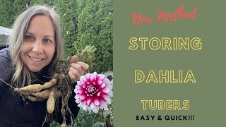 New Method Storing Dahlia Tubers Quick and Easy Gardening [upl. by Aivekahs132]