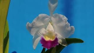 Cattleya trianae fcoerulea Indigo Blue orchid [upl. by Carlin]