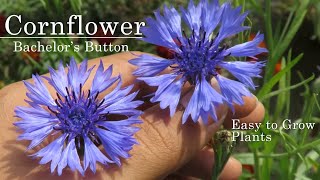 CornFlower  Bachelors Button How to Grow This Beautiful Winter Flowering Plants centaurea flower [upl. by Ialokin]