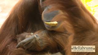 OrangUtanBaby im Tierpark Hellabrunn [upl. by Ahso]