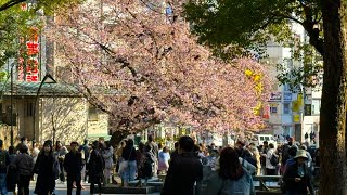 Prima fioritura dei ciliegi a Tokyo al parco di Ueno [upl. by Attevroc]