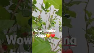 Red Berry fruit marami ng bunga like shortvideo subscribe And SHARE 🥰❤ [upl. by Ahon]