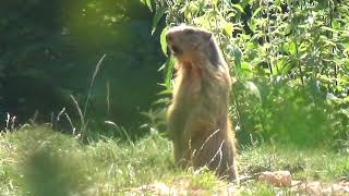 Marmotta che fischia Lessinia trentina luglio 2017 [upl. by Madelon931]