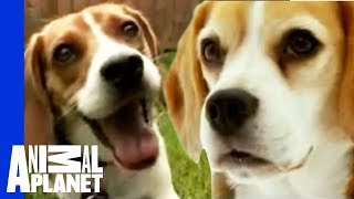 The Beloved Hound The Beagle  Dogs 101 [upl. by Crin]