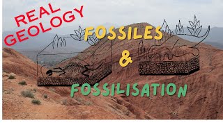 Fossiles et fossilisation [upl. by Relyks]