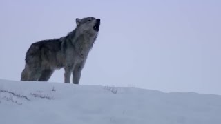 Daughter Wolf Sneaks Away to Mate with Outcast Male  BBC Earth [upl. by Lertnek]