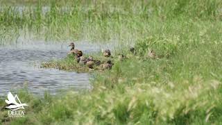 Duckology with Dr Frank – Midsummer Molting [upl. by Gratia]