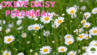 Oxeye Daisy  Tn Nursery [upl. by Brechtel387]