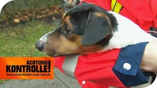 Schnauze angeschwollen Dieser Hund ist allergisch  Achtung Kontrolle  kabel eins [upl. by Anglo]